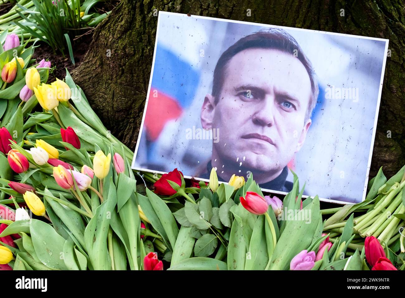 Bristol, Großbritannien. Februar 2024. Dem verstorbenen russischen Dissidenten Alexej Nawalny wurden auf dem College Green in Bristol Blumen geehrt. Quelle: JMF News/Alamy Live News Stockfoto