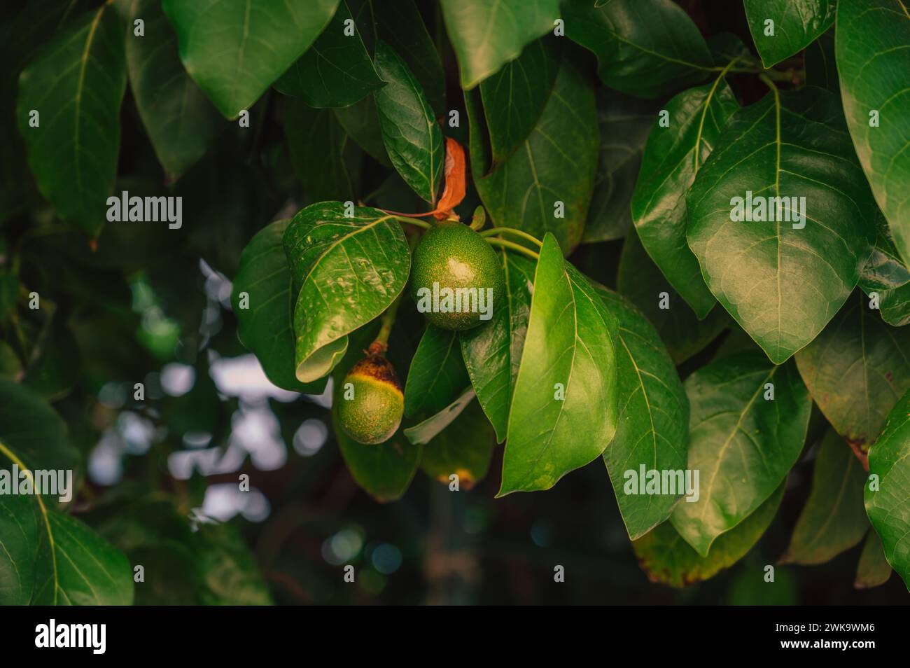 Avocado-Früchte auf einem Avocado-Baum in einem Garten. Avocado-Produktionskonzept oder Landwirtschaftskonzept Stockfoto