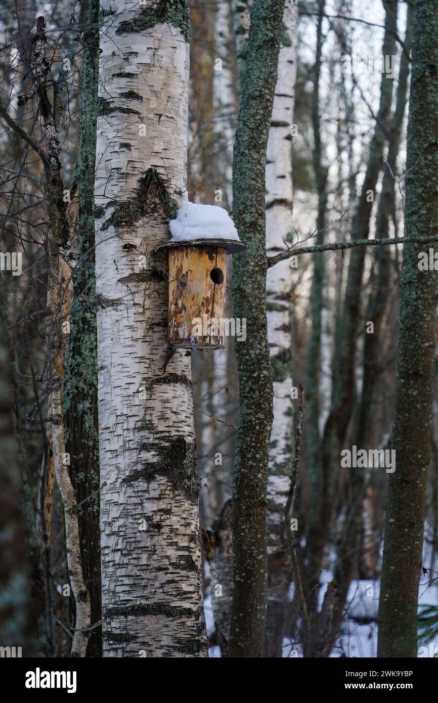 Schneebedecktes, handgefertigtes Vogelhaus aus Holz auf einer Birke im Winterwald Stockfoto