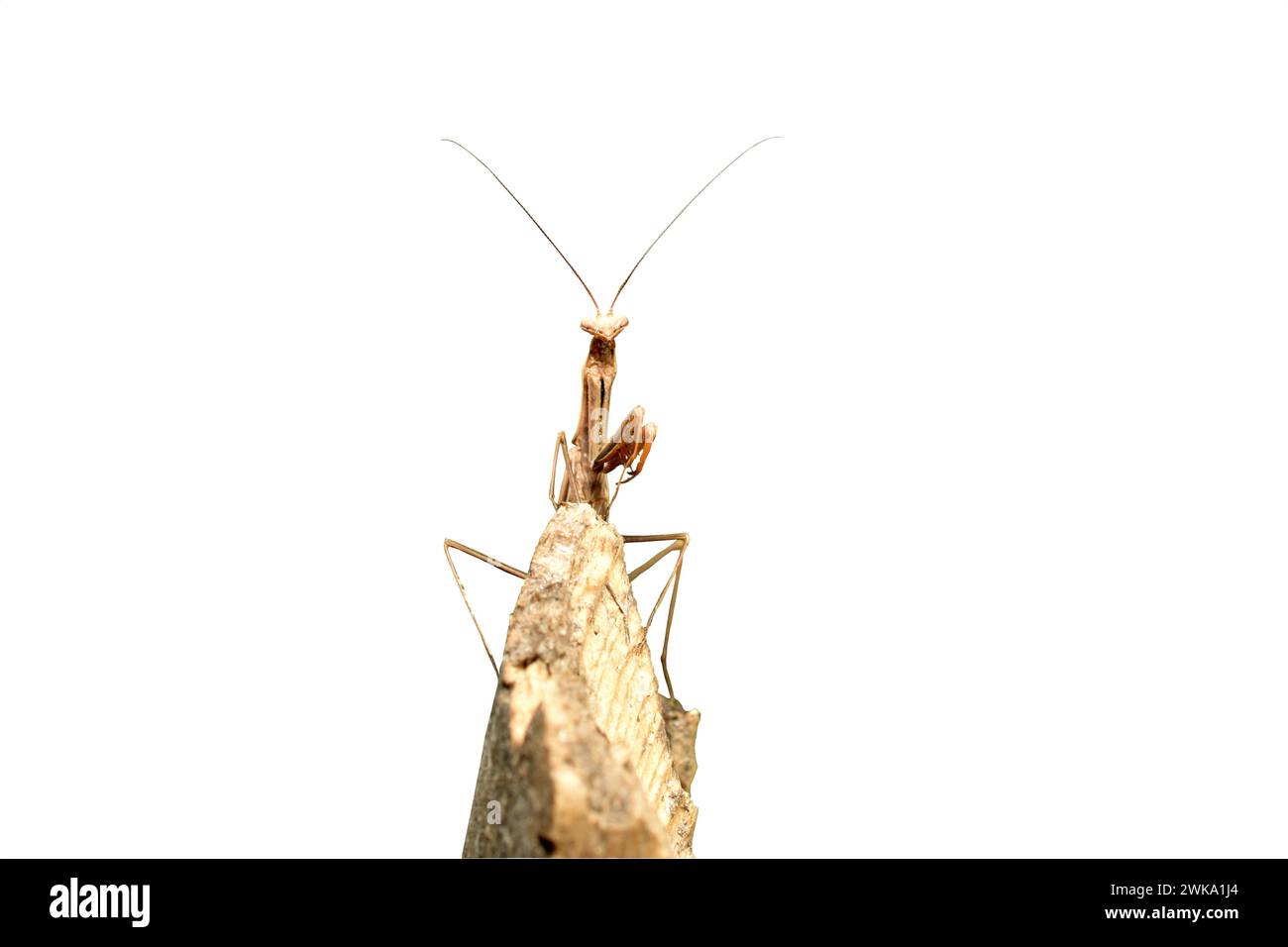 Mantis (Mantis religiosa) sitzt auf einem Zweig, isoliert auf weiß. Blick nach vorne. Hochwertige Fotos Stockfoto