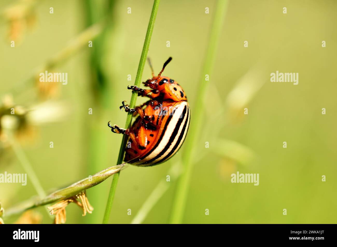 Ein gestreifter Käfer, der Colorado Käfer genannt wird, sitzt auf einem Grashalm vor grünem Hintergrund. Stockfoto