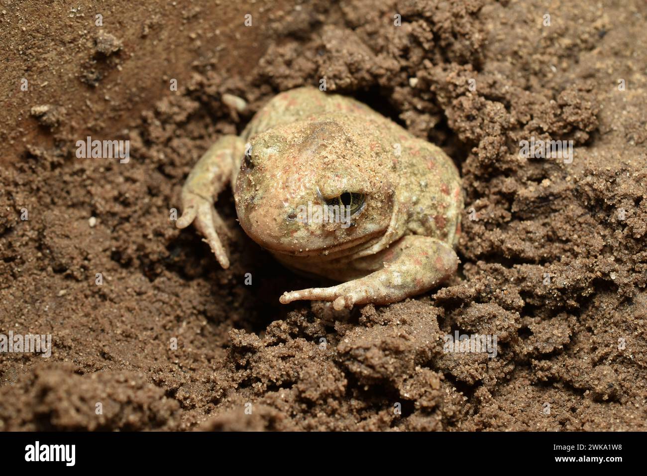 Das Bild zeigt einen Frosch, der im Winter überwintert und dafür in den Boden gräbt. Stockfoto