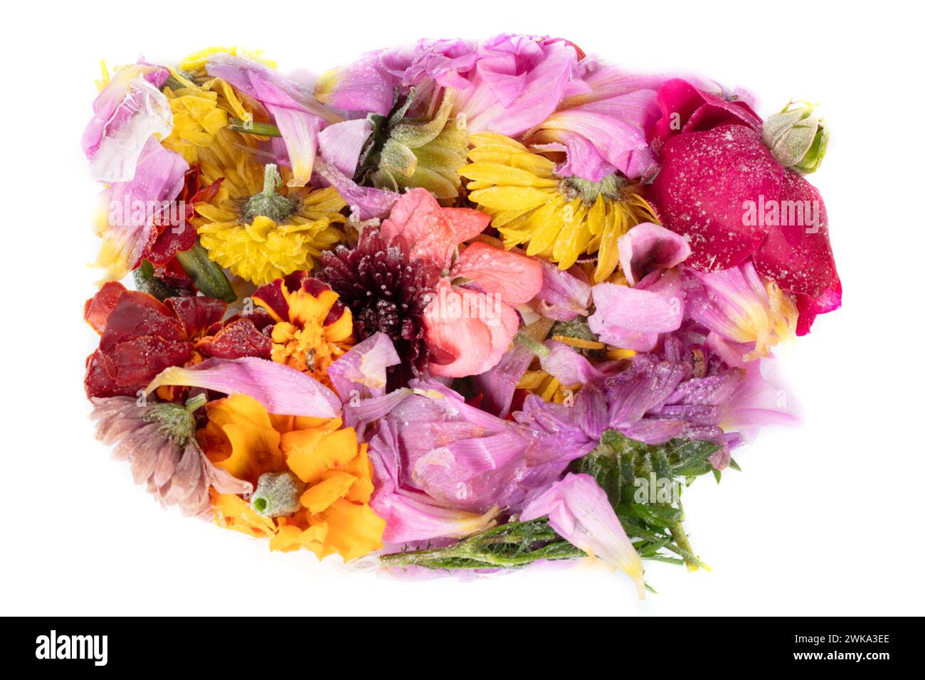 Strauß gefrorener Blumen auf weißem Hintergrund. Farbfleck für Design. Stockfoto