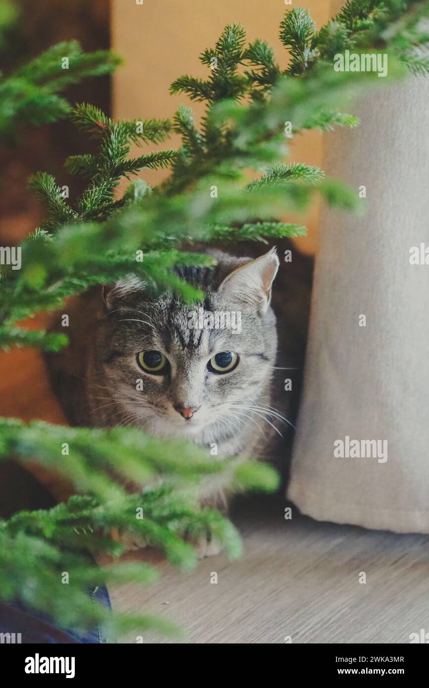 Eine Tabbykatze blickt hinter einem geschmückten Weihnachtsbaum hervor Stockfoto