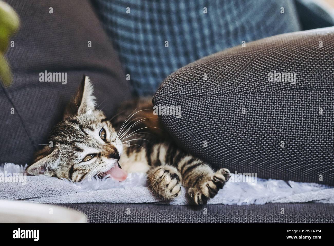 Porträt eines Tabby-Kätzchens, das gut auf dem Sofa schläft Stockfoto