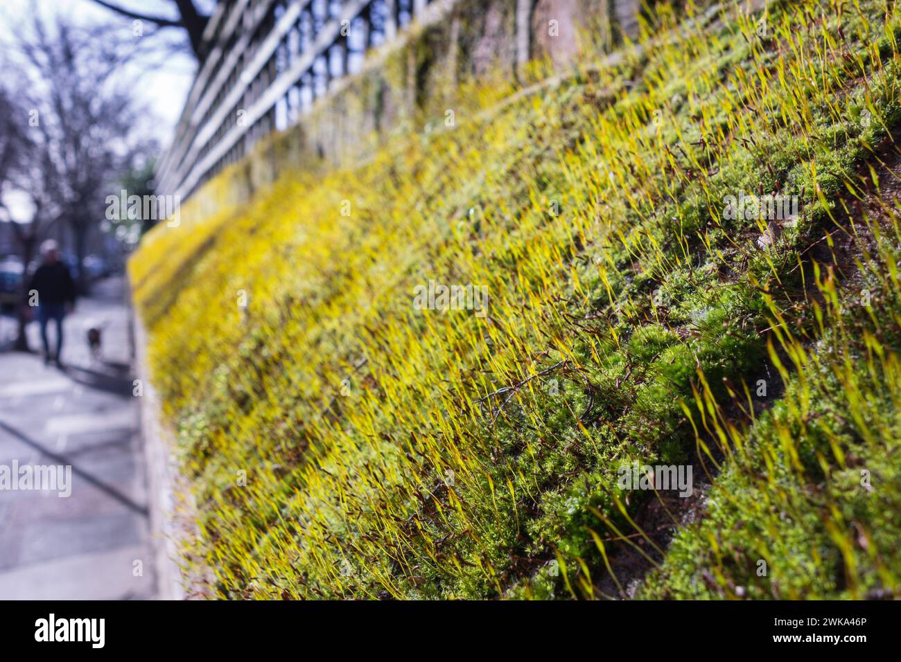 Nahaufnahme einer moosbedeckten Ziegelmauer in London Stockfoto