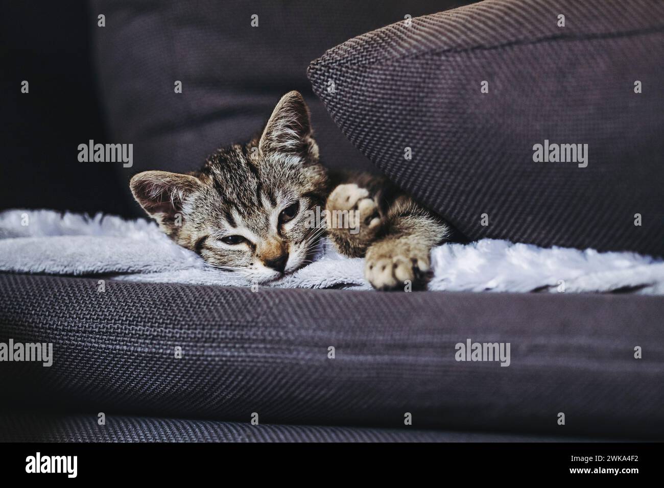 Porträt eines Tabby-Kätzchens, das gut auf dem Sofa schläft Stockfoto
