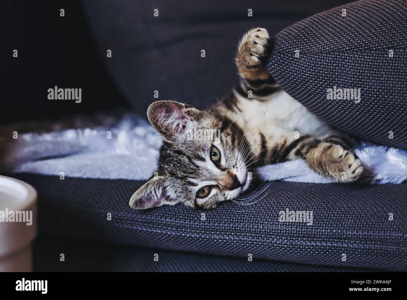 Porträt eines Tabby-Kätzchens, das gut auf dem Sofa schläft Stockfoto