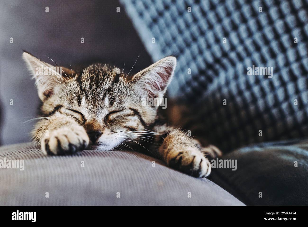 Porträt eines Tabby-Kätzchens, das gut auf dem Sofa schläft Stockfoto