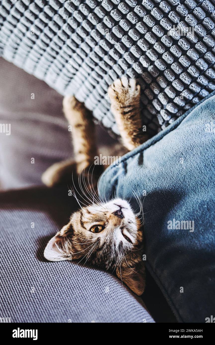 Porträt eines Tabby-Kätzchens, das gut auf dem Sofa schläft Stockfoto