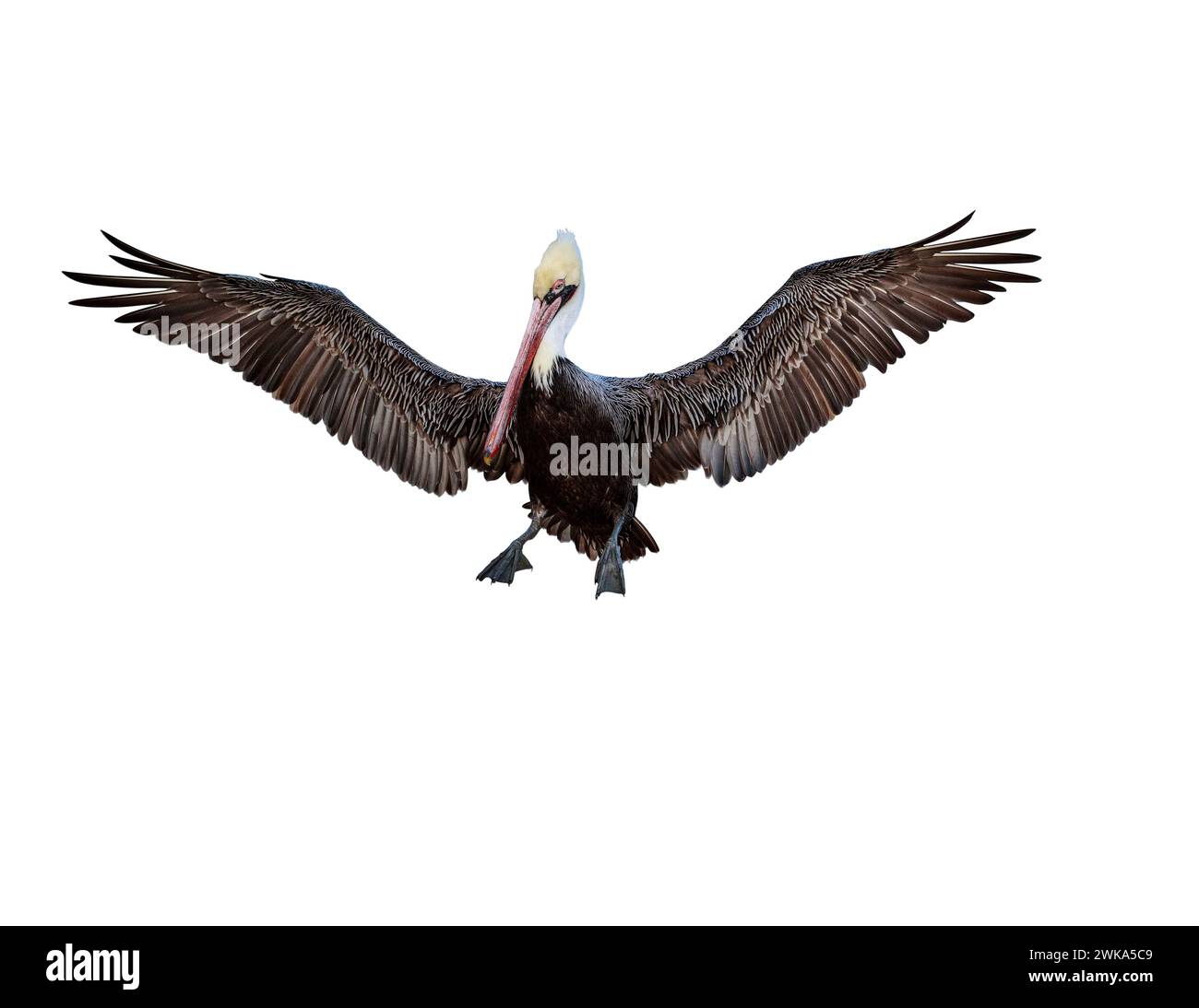 Ein brauner Pelican la Jolla Cove, der am Himmel mit weit ausgebreiteten Flügeln schwingt Stockfoto