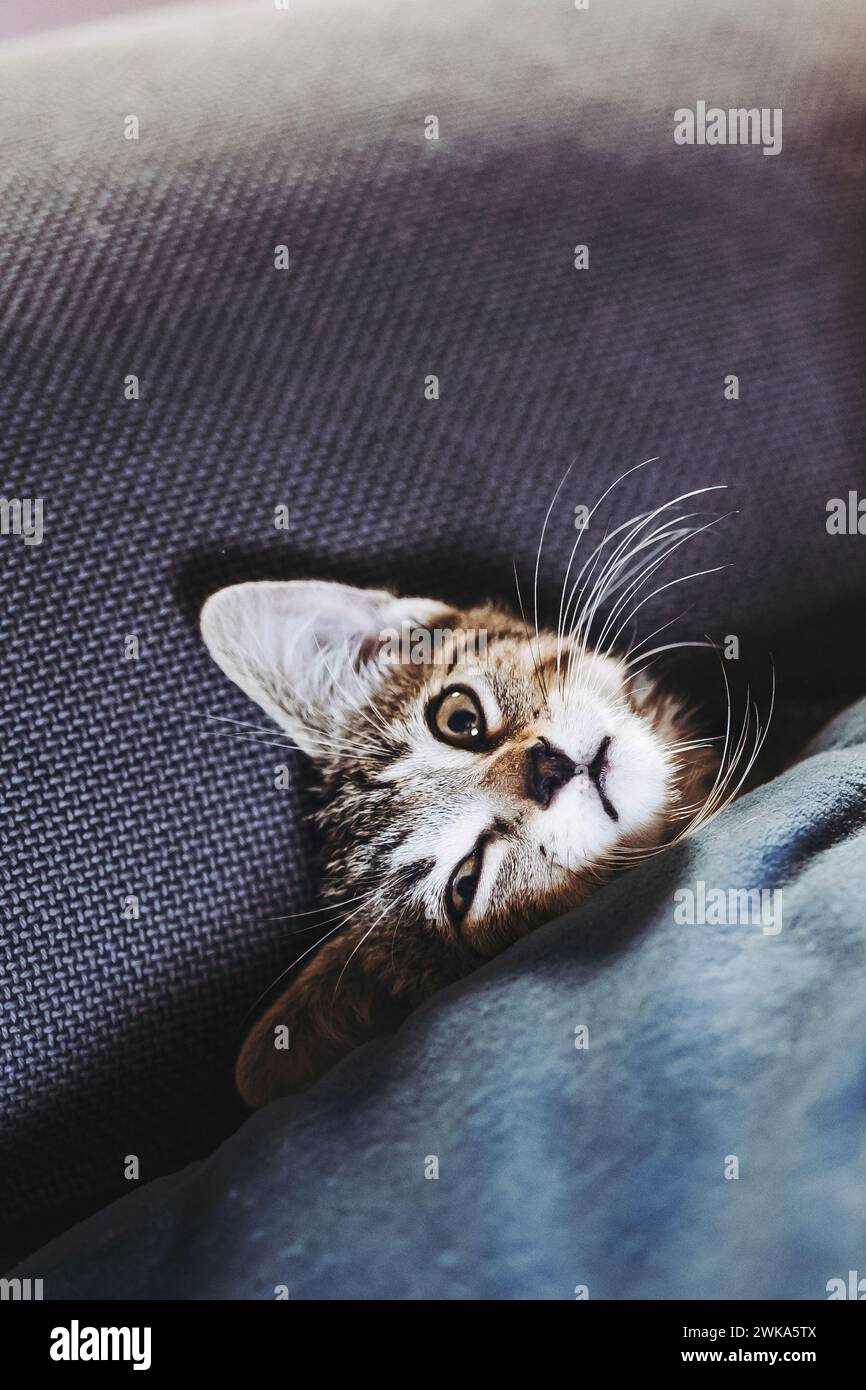 Porträt eines Tabby-Kätzchens, das gut auf dem Sofa schläft Stockfoto