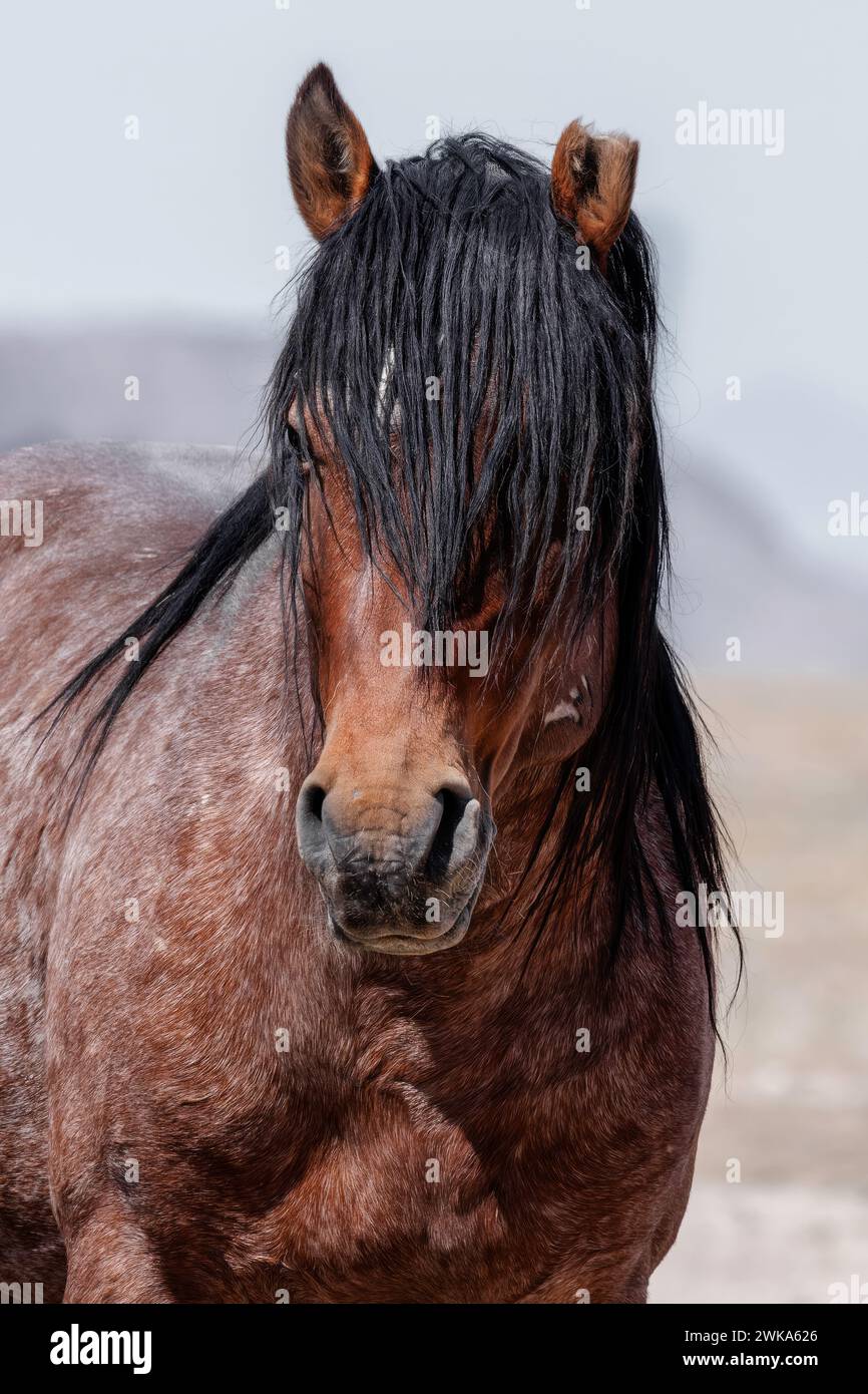 Die Wildpferdeherde des Onaqui Mountain hat eine leichte bis mittelschwere Struktur und ist in Farben wie Sauerampfer, roan, Buchleder, Schwarz, Palomino, und grau. Stockfoto