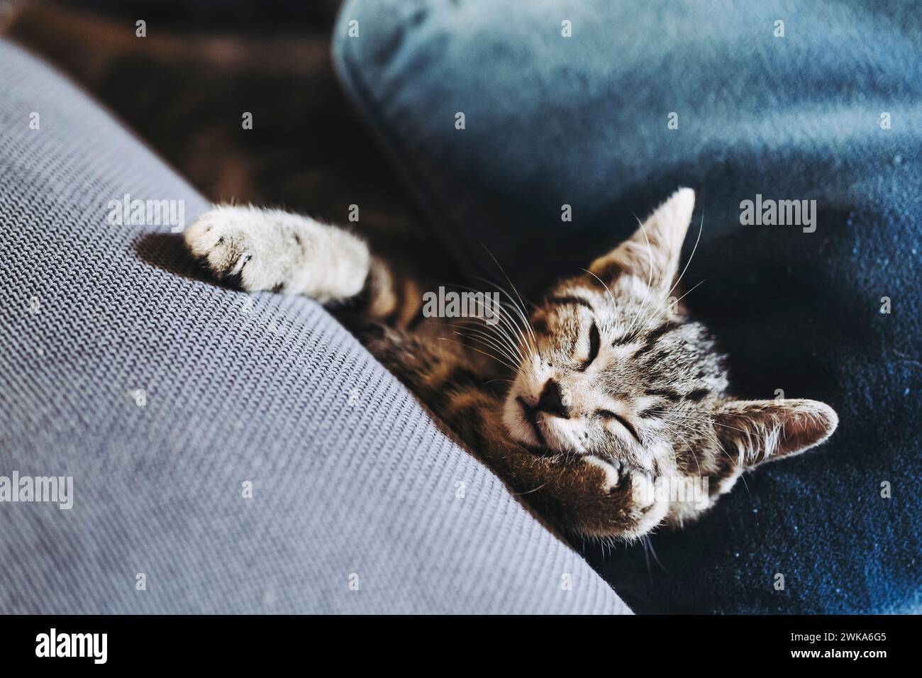 Porträt eines Tabby-Kätzchens, das gut auf dem Sofa schläft Stockfoto