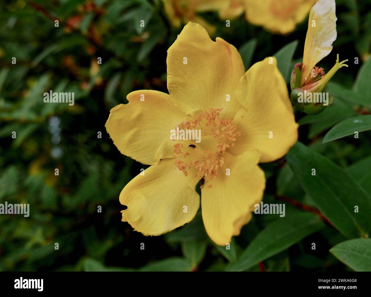 Millepertuis à grandes fleurs, hypericum calycinum. UN arbrisseau de 50cm de haut sur un talus de Potager. Cette plante EST originaire de Grèce. Stockfoto