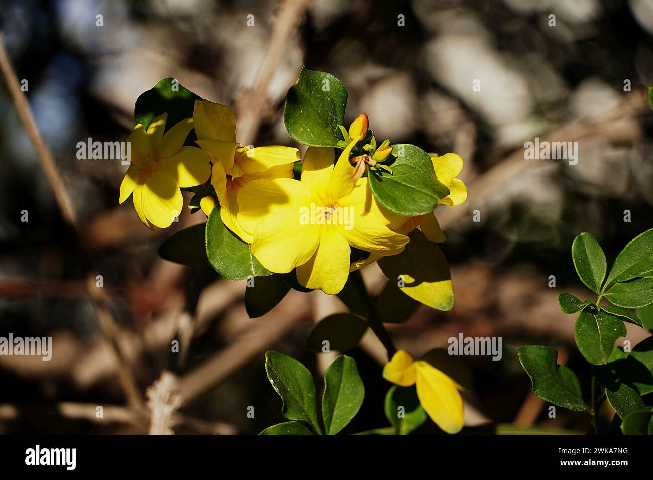 Winterjasmin oder Jasminum nudiflorum, gelbe Blüten Stockfoto