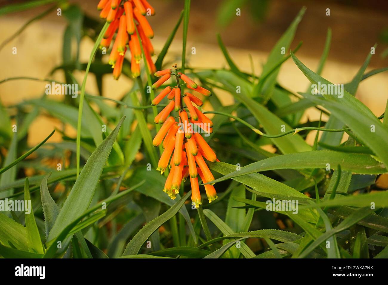 Klettern Sie auf Aloe oder Aloiampelos ciliaris Orangenblüten Stockfoto