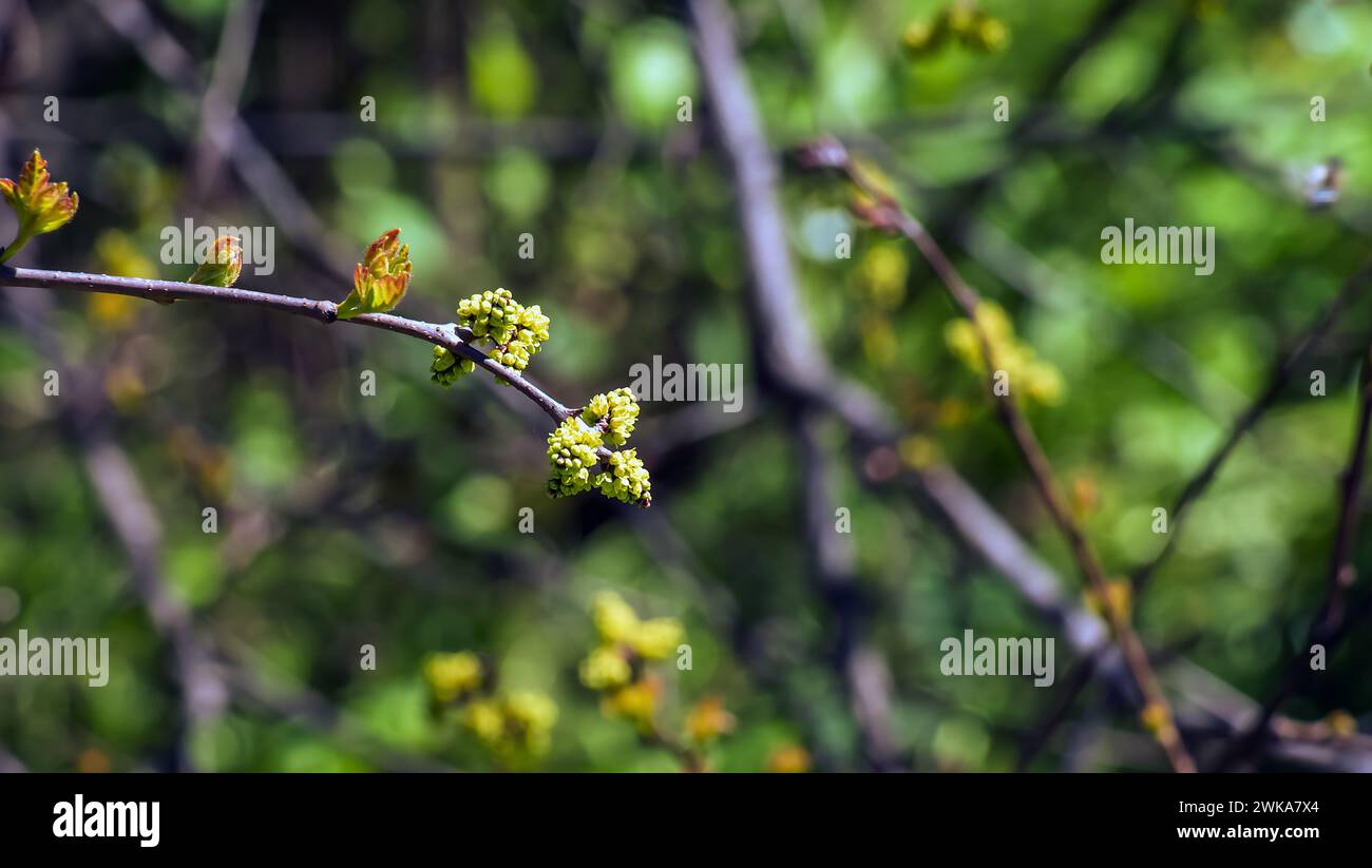 Knospen und Blätter von Sumac Rhus trilobata im Frühjahr. Stockfoto Knospen und Blätter von Sumac Rhus trilobata im Frühjahr. Stockfoto