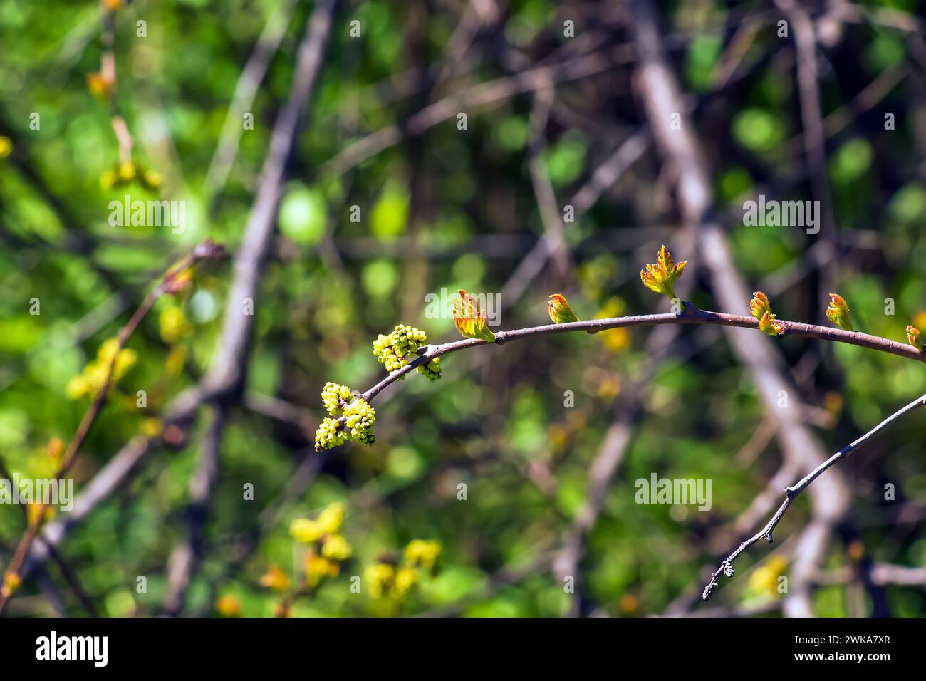 Knospen und Blätter von Sumac Rhus trilobata im Frühjahr. Stockfoto Knospen und Blätter von Sumac Rhus trilobata im Frühjahr. Stockfoto
