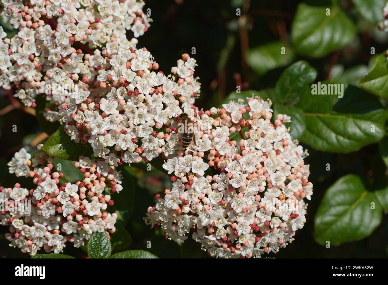 Laurestine, oder Viburnum tinus, blüht mit weißen Blüten und einer Honigbiene in Glyfada, Griechenland Stockfoto