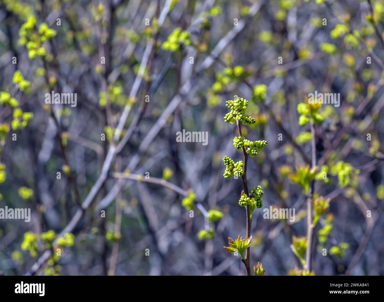 Knospen und Blätter von Sumac Rhus trilobata im Frühjahr. Stockfoto Knospen und Blätter von Sumac Rhus trilobata im Frühjahr. Stockfoto