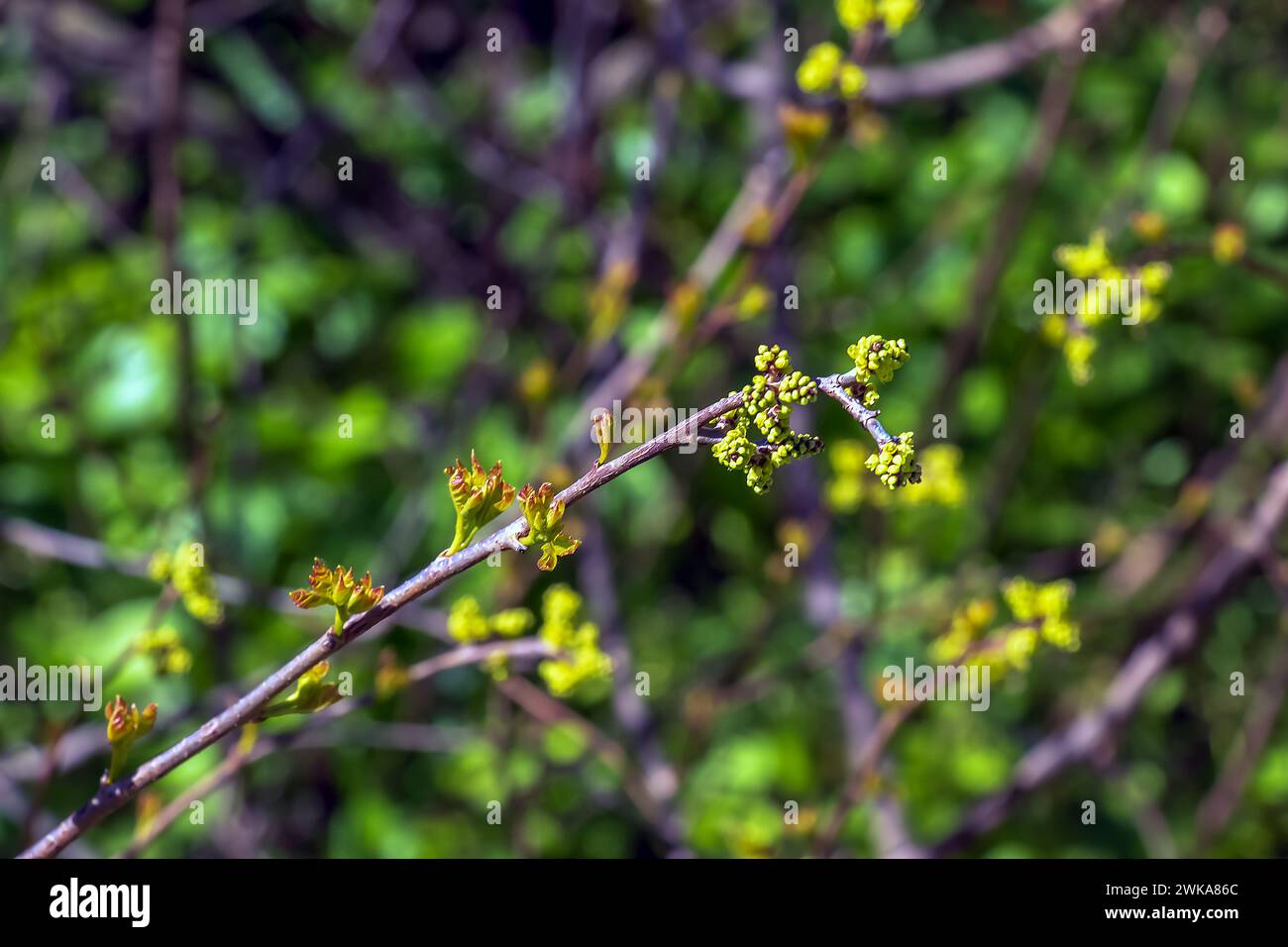 Knospen und Blätter von Sumac Rhus trilobata im Frühjahr. Stockfoto Knospen und Blätter von Sumac Rhus trilobata im Frühjahr. Stockfoto