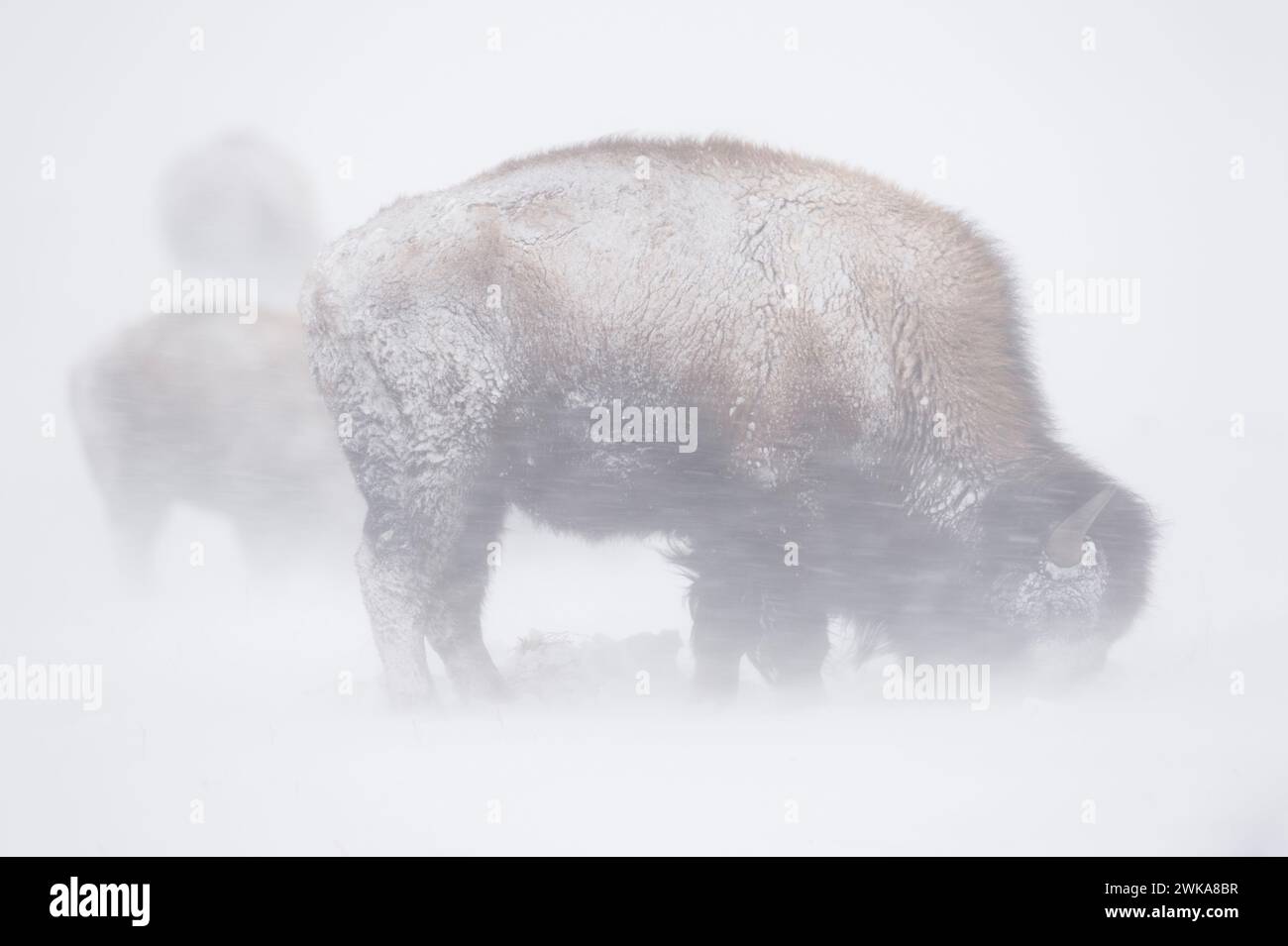 American Bison (Bison Bison) im Schneesturm, Schneeschlagen, starker Schneefall, Grasfressen, harte Zeiten im Yellowstone National Park, Montana, USA. Stockfoto