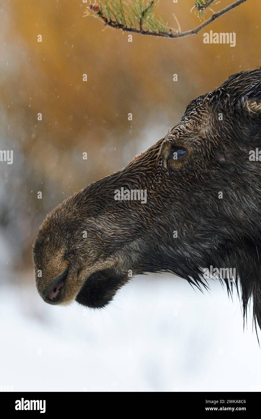 Elche ( Alces alces ), Kopfschuss eines erwachsenen Weibchens, Kuh, an einem regnerischen Tag im Winter, Yellowstone Area, Grand Teton, Wyoming, USA. Stockfoto