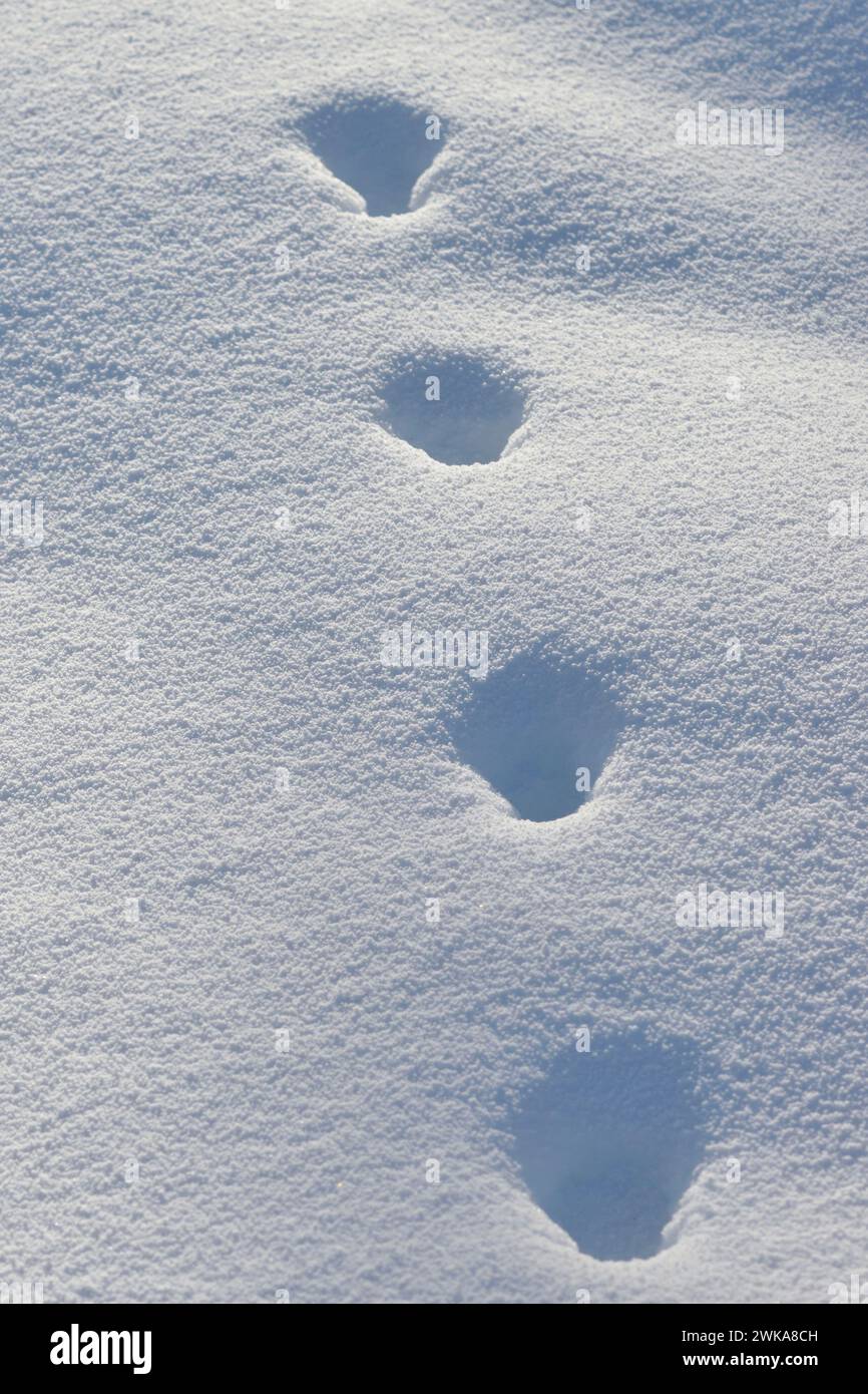Tierspur eines Rotfuchs ( Vulpes vulpes ) im Winter, Wandern durch tiefen Schnee, Yellowstone NP, Wyoming, USA. Stockfoto