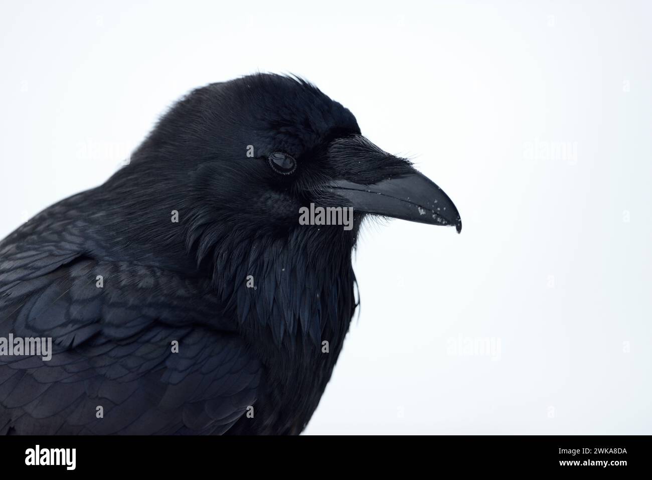 Gemeiner Rabe ( Corvus corax ) im Winter, Nahaufnahme, Kopfschuss, reich an Details, Yellowstone Gebiet, Montana, USA. Stockfoto