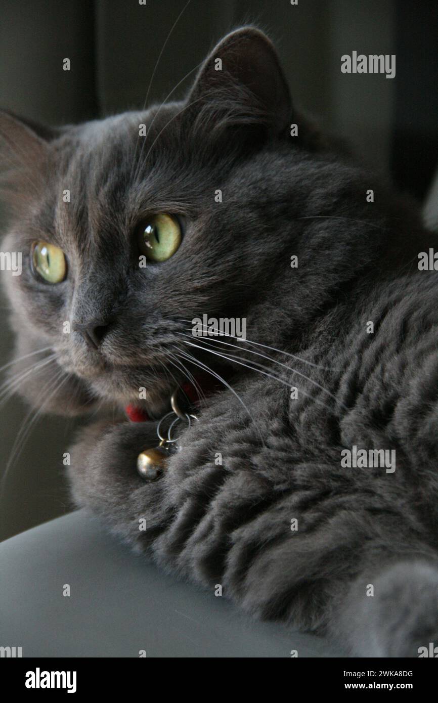 Graue Katze, die wegschaut. Roter Kragen und grüne Augen. Stockfoto