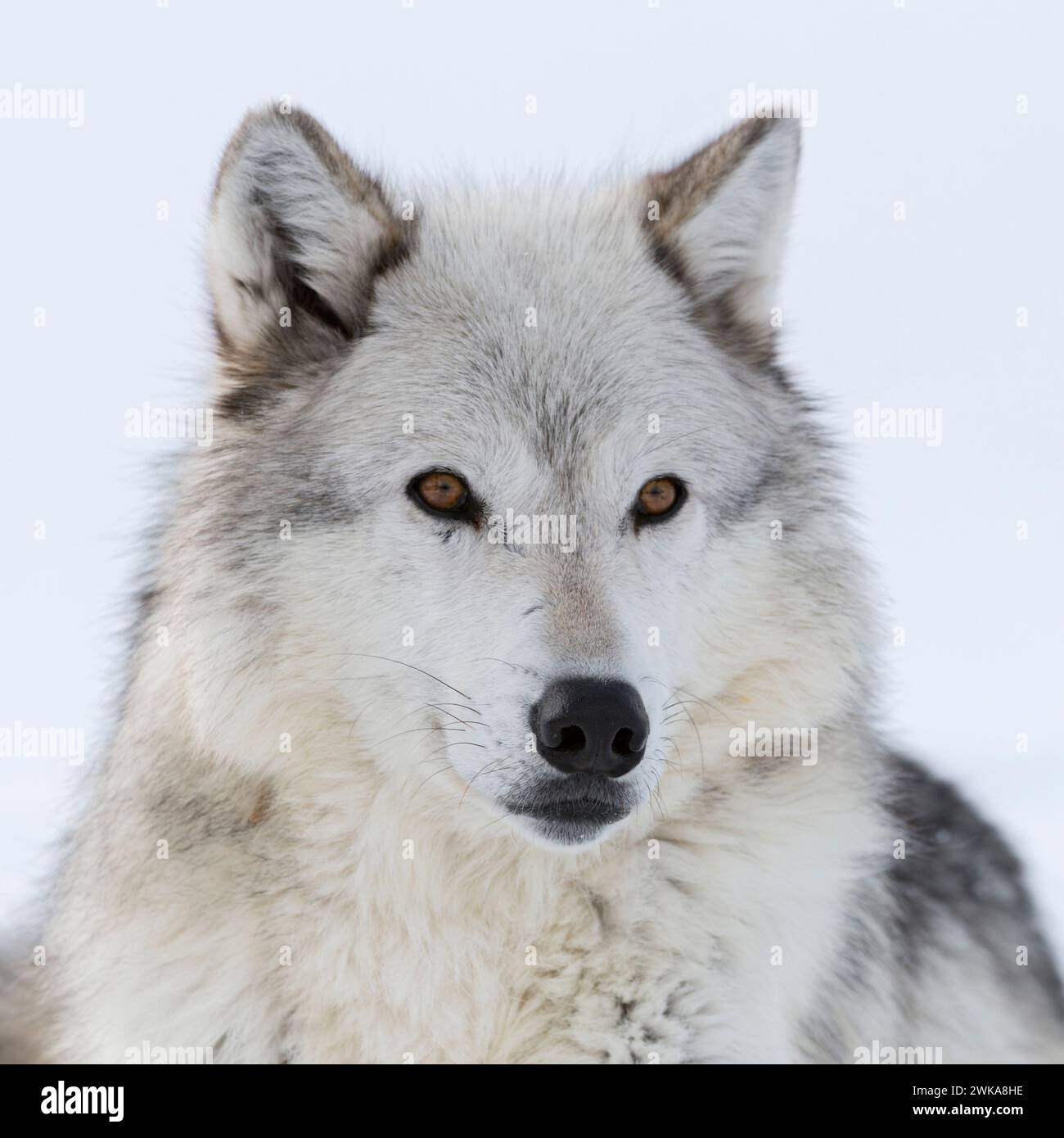 Grauer Wolf (Canis Lupus) im Winter, Nahaufnahme, liegend, im Schnee ruhend, bernsteinfarbene Augen, aufmerksam zuschauen, sieht süß aus, Yellowstone Gegend, Montana Stockfoto