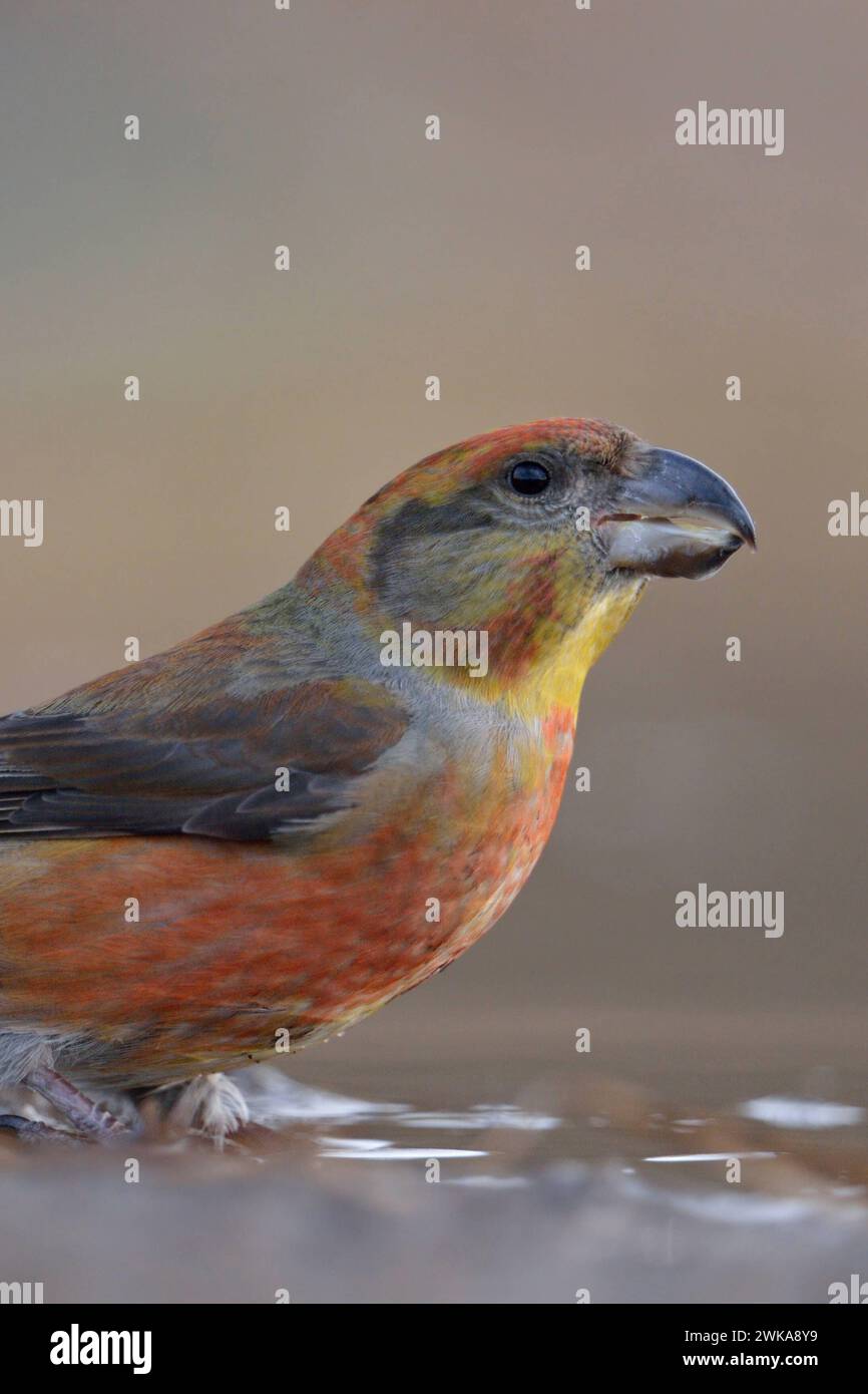 Kiefernkreuzschnabel Loxia pytyopsittacus , farbenprächtiges Männchen ist zum Trinken an eine Wasserpfütze gekommen, sitzt an einer Wasserstelle, seltener Waldvogel, heimische Vogelwelt, Europa. *** Nahaufnahme eines männlichen Papageienkreuzschnabels Loxia pytyopsittacus, der an einer natürlichen Pfütze sitzt. Deutschland, Europa Stockfoto