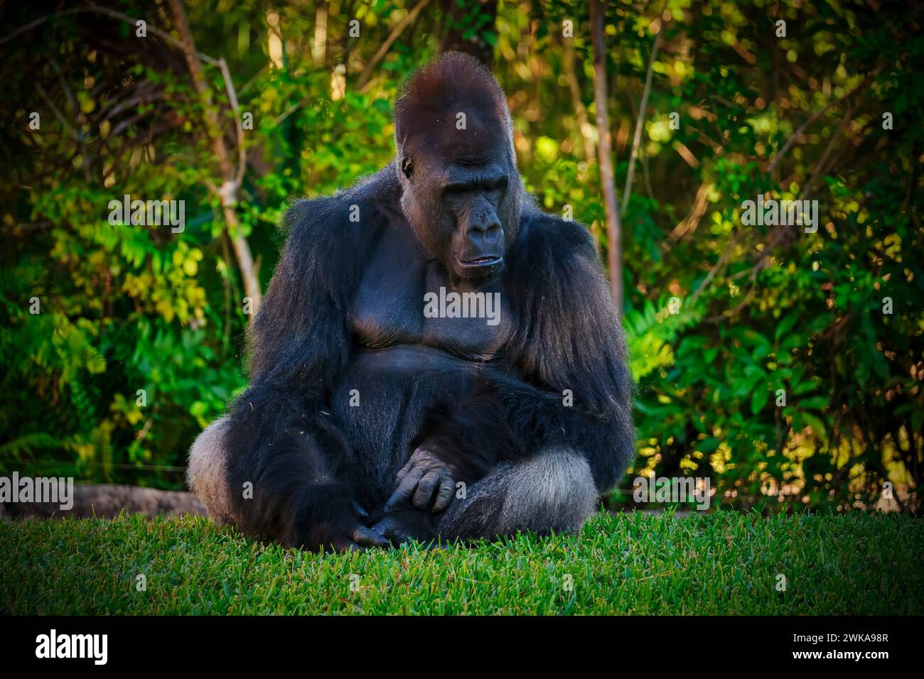 Ein afrikanischer Gorilla, der zwischen Bäumen und Büschen sitzt Stockfoto