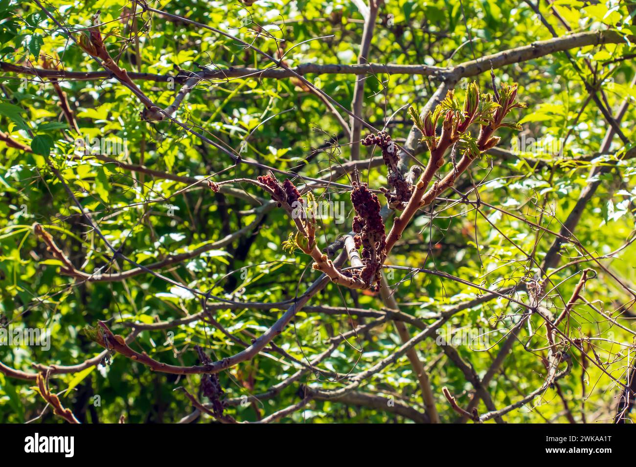 Rhus typhina im Frühfrühling. Rhus typhina, Hirschsumak, ist eine blühende Pflanzenart aus der Familie der Anacardiaceae. Stockfoto Rhus typhina im Frühfrühling. Rhus typhina, Hirschsumak, ist eine blühende Pflanzenart aus der Familie der Anacardiaceae. Stockfoto