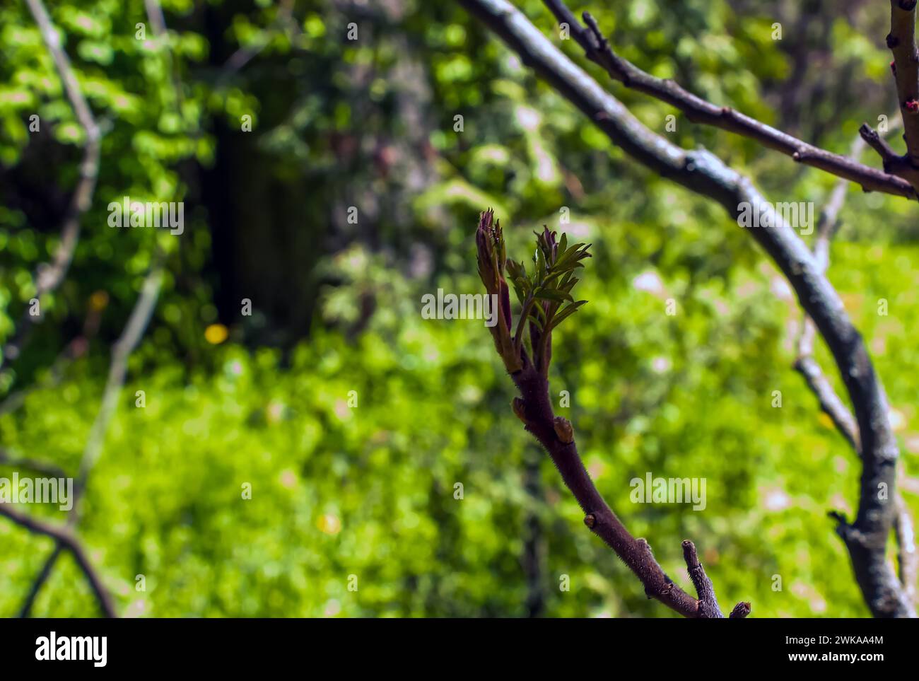 Rhus typhina im Frühfrühling. Rhus typhina, Hirschsumak, ist eine blühende Pflanzenart aus der Familie der Anacardiaceae. Stockfoto Rhus typhina im Frühfrühling. Rhus typhina, Hirschsumak, ist eine blühende Pflanzenart aus der Familie der Anacardiaceae. Stockfoto