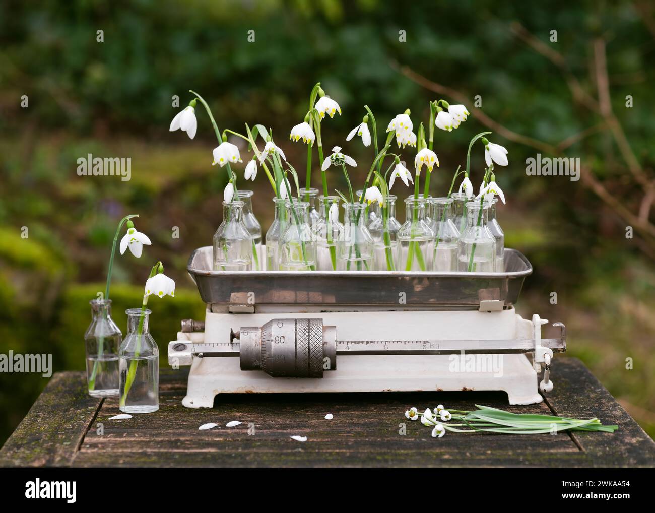 Wunderschöne Vintage-Blumenarrangements mit Frühlings-Schneeglöckchen und Schneeflocken-Blumen in den alten Glasapothekenflaschen auf einer rustikalen Küchenwaage. Stockfoto