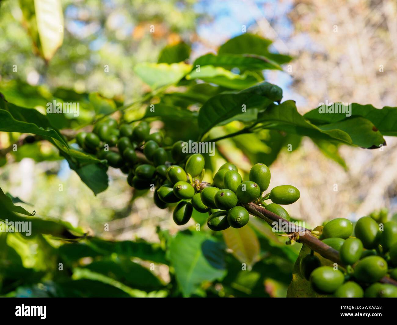 ficus elastica gummibaum Ficus elastica 'Robusta' (Gummibaum 'Robusta') – Secret Garden Plant Shop main image 0