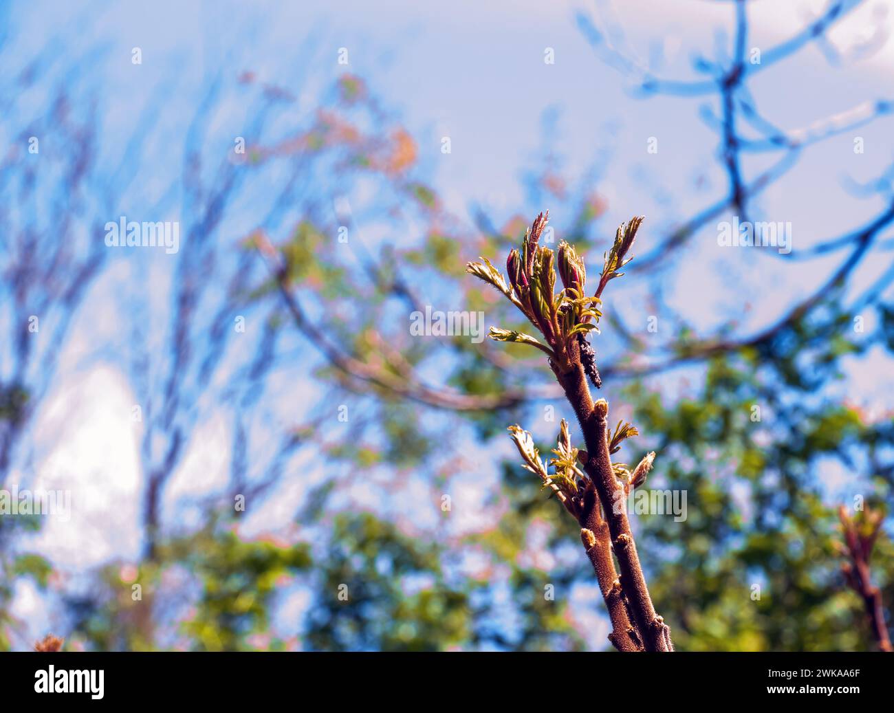 Rhus typhina im Frühfrühling. Rhus typhina, Hirschsumak, ist eine blühende Pflanzenart aus der Familie der Anacardiaceae. Stockfoto Rhus typhina im Frühfrühling. Rhus typhina, Hirschsumak, ist eine blühende Pflanzenart aus der Familie der Anacardiaceae. Stockfoto
