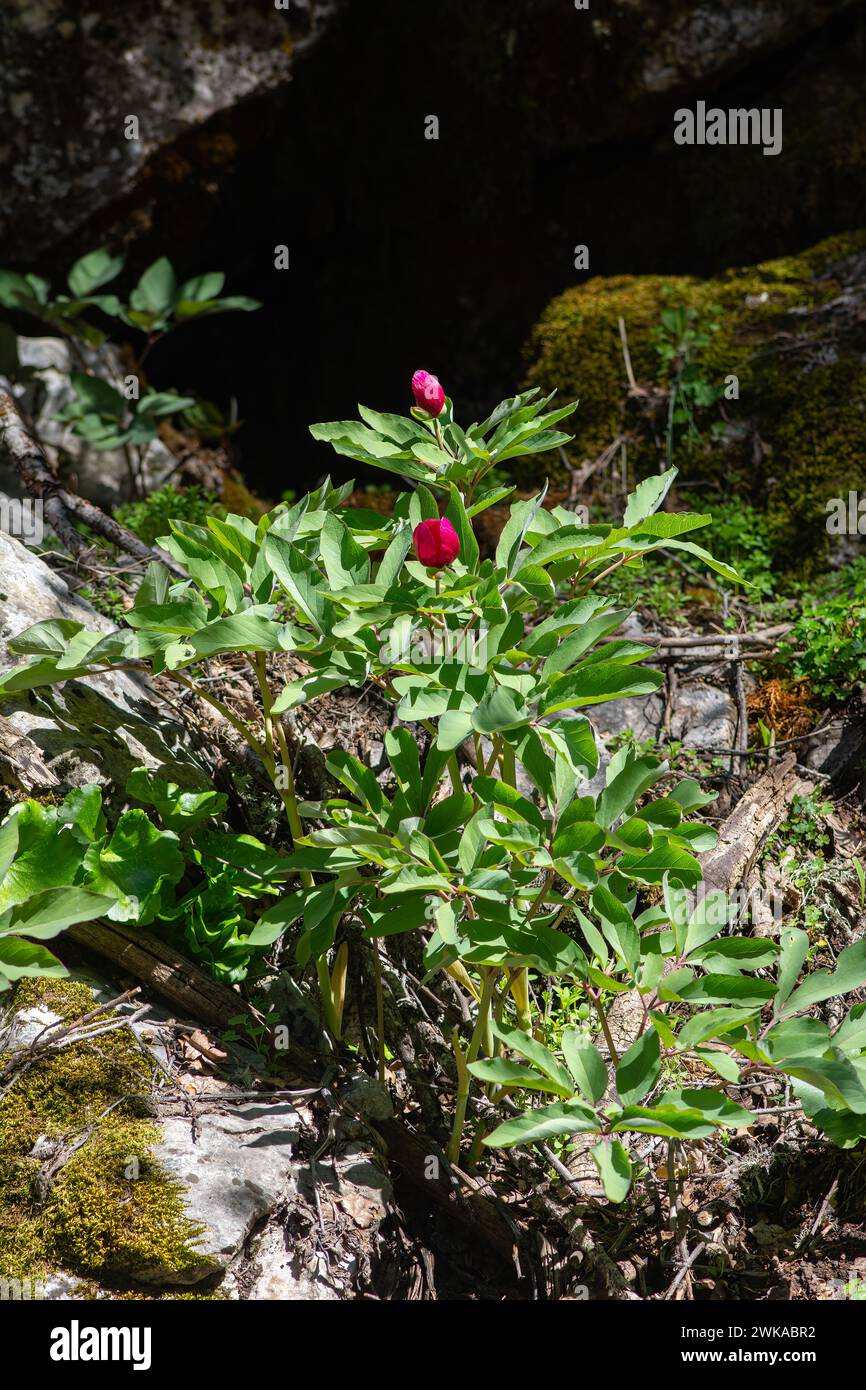 Rote Blumen in der Natur. Eine in der Türkei heimische Pflanze, wissenschaftlicher Name; Paeonia turcica. Stockfoto