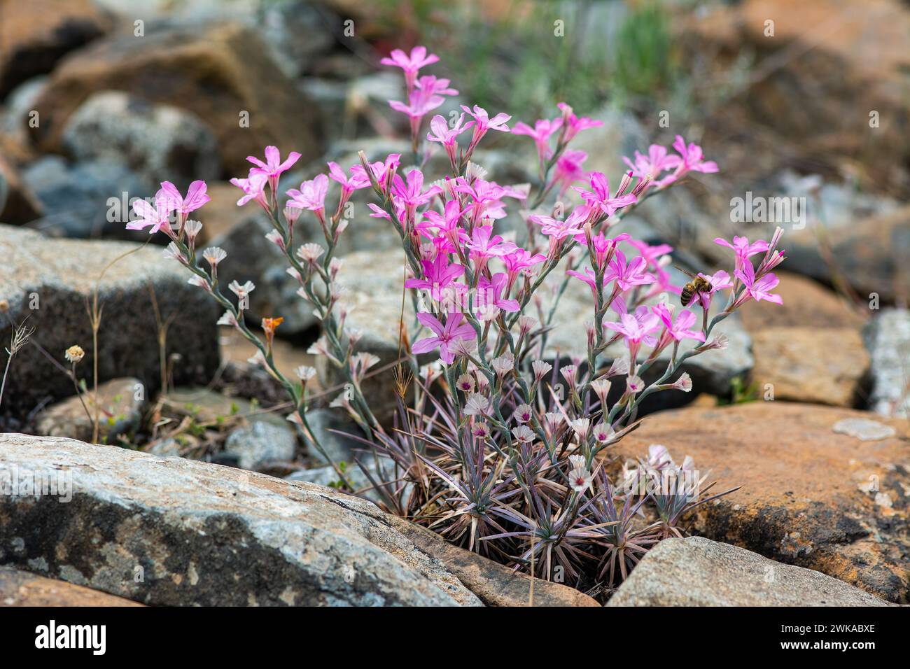 Acantholimon acerosum gehört zur Familie der Plumbaginaceae und wächst auf steinigen und kalkhaltigen Böden. In der Natur ist es eine rosafarbene Stachelblume. Stockfoto