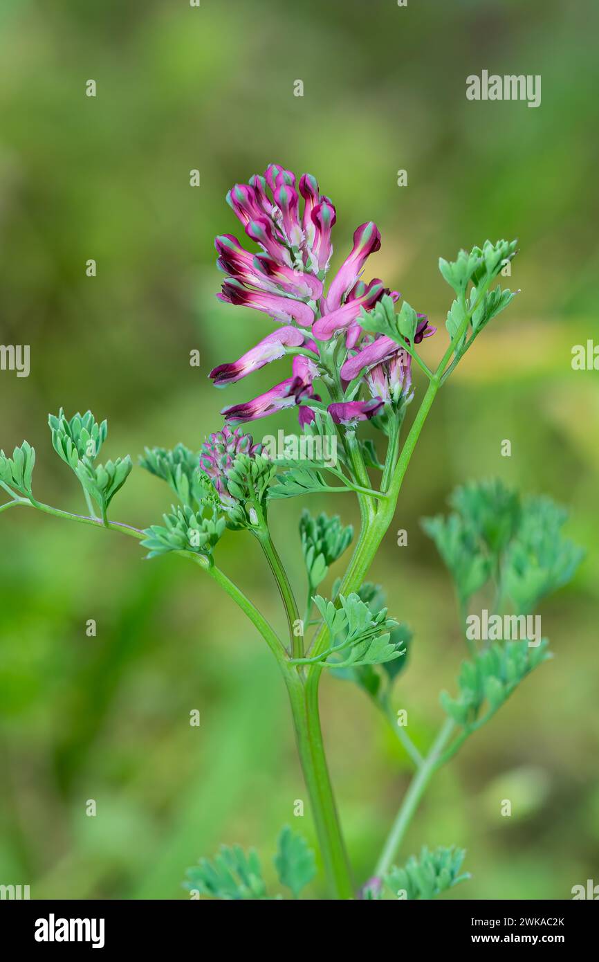 Purpurblühende Pflanze in der Natur. Fumaria officinalis, allgemein als Fumitory, Medizin Fumitory oder Erdrauch bezeichnet, ist eine krautige jährliche Blütezeit Stockfoto