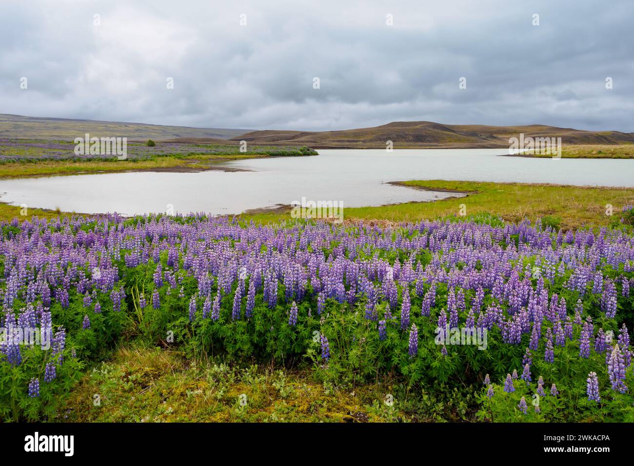 Landschaft mit Nootka Lupinen in Island Stockfoto