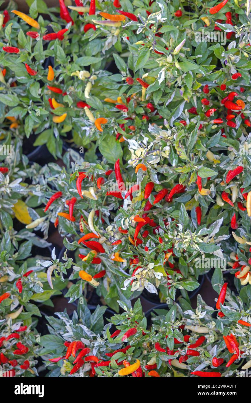 Draufsicht des Hintergrunds kleiner heißer Chili-Pfeffer-Pflanzen Stockfoto