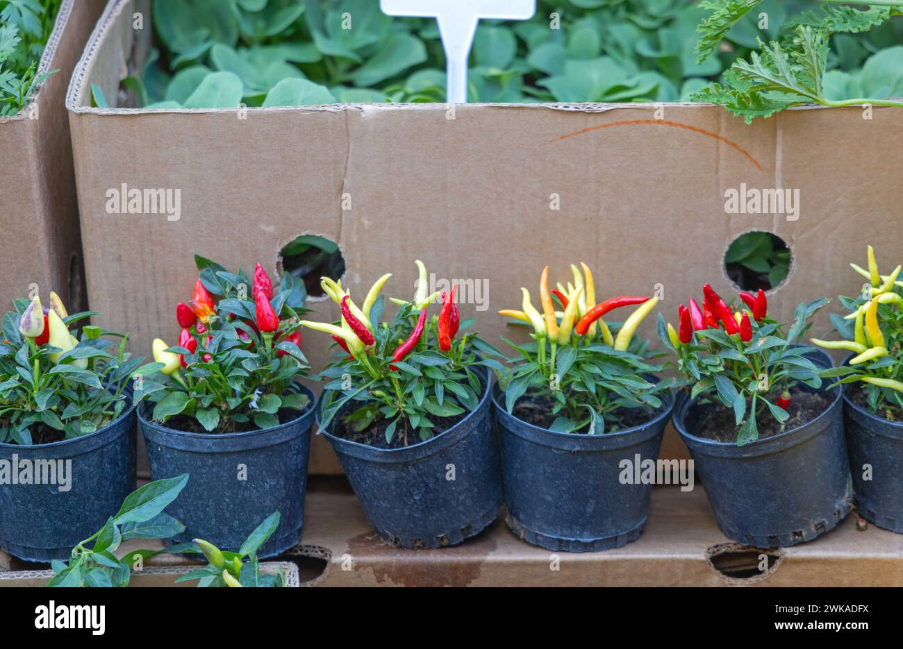 Kleiner heißer Chili-Pfeffer in Pots Garden Centre Stockfoto