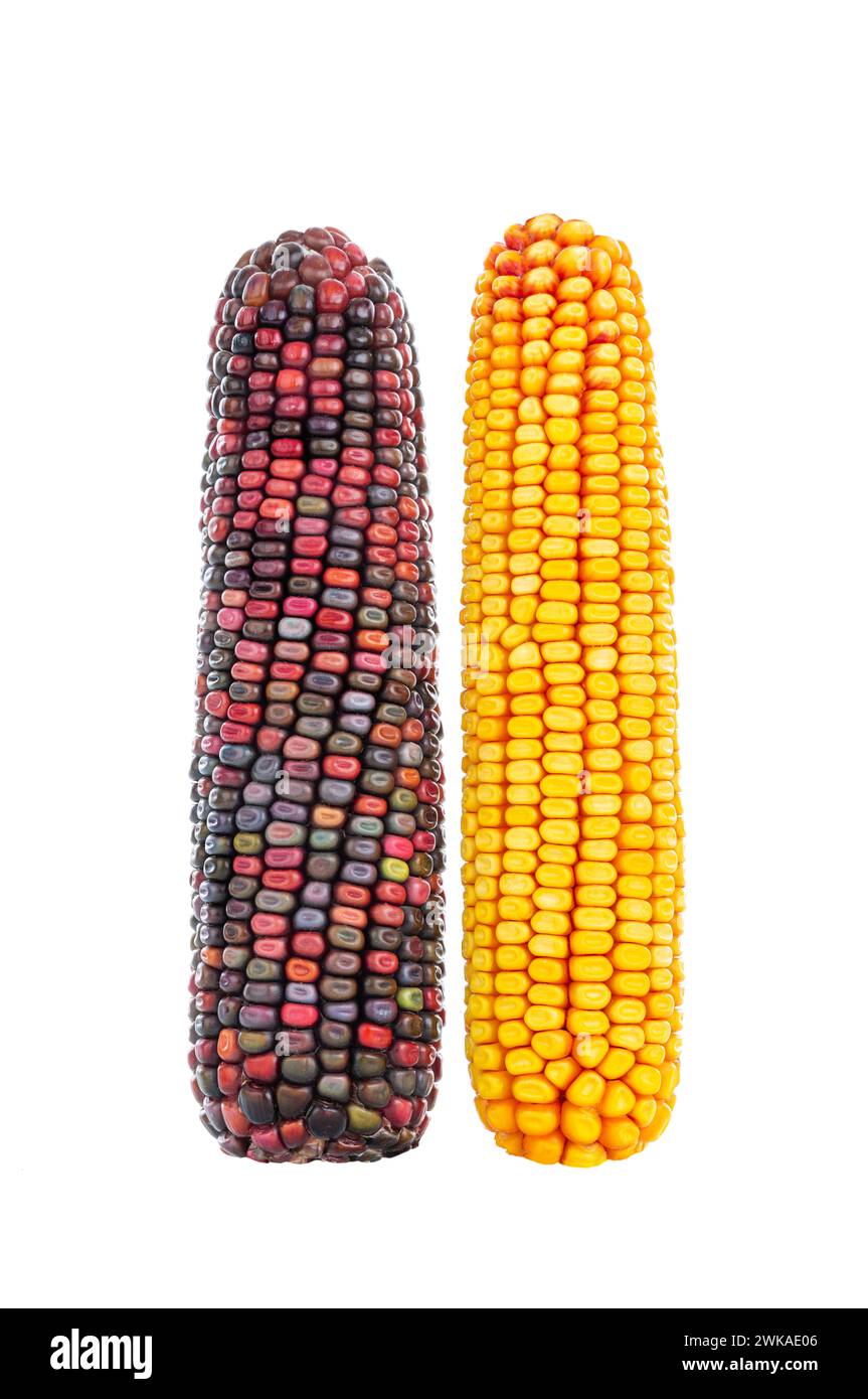 Mehrfarbige und gelbe Maiskopf-Maissamen auf weißem Hintergrund Stockfoto