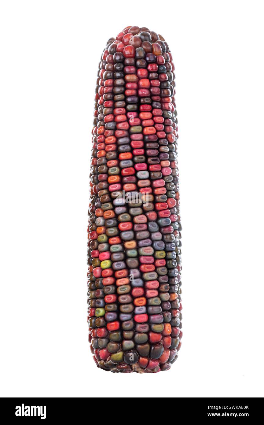 Mehrfarbige Maiskopf-Maissamen auf weißem Hintergrund Stockfoto