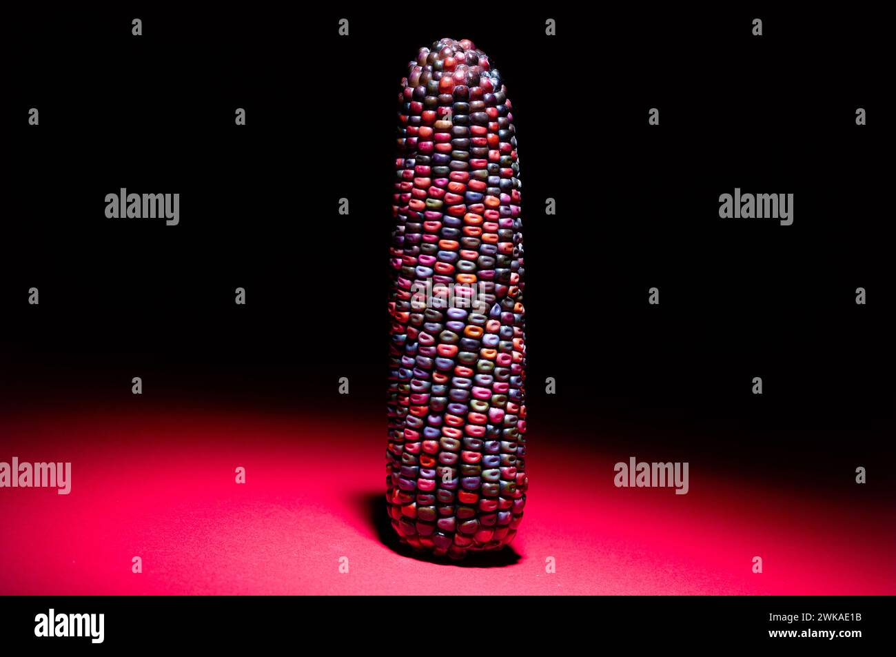 Mehrfarbige Samen von Maisköpfen auf schwarzem Hintergrund Stockfoto