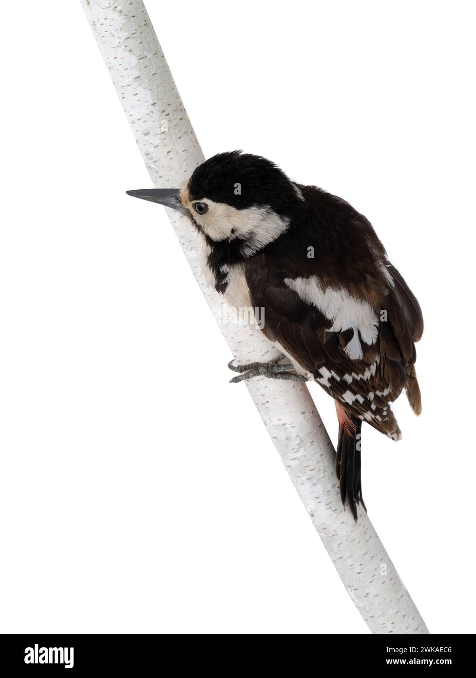 Spechte sitzt auf einem Baumzweig isoliert auf weißem Hintergrund. Stockfoto