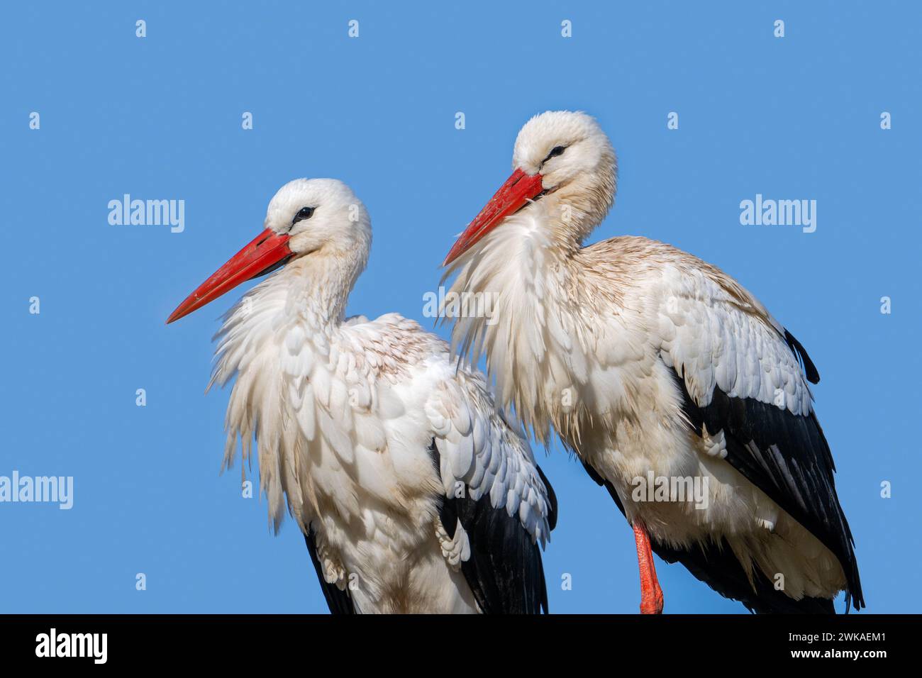 Weißstorchpaar (Ciconia ciconia), Nahporträt von Mann und Frau Stockfoto